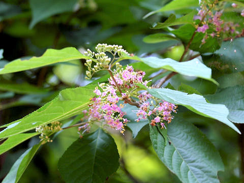 Callicarpa japonica