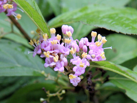 Callicarpa japonica