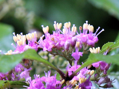 Callicarpa japonica