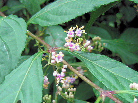 Callicarpa japonica