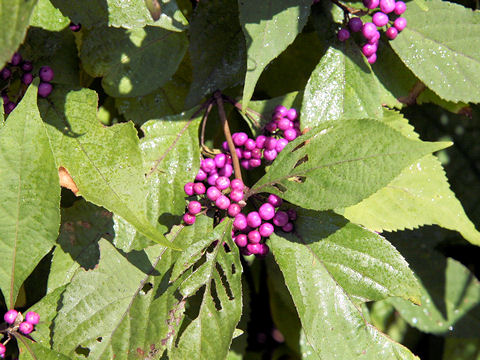 Callicarpa japonica