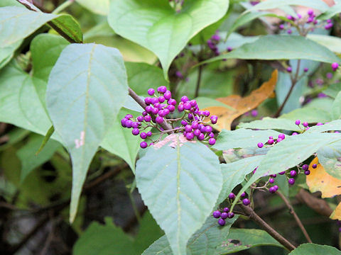 Callicarpa japonica