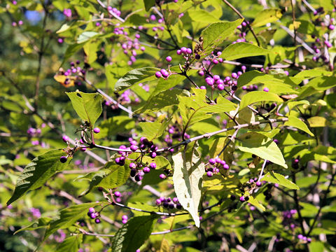 Callicarpa japonica