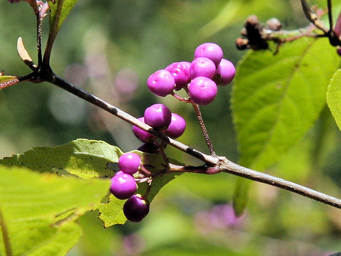 Callicarpa japonica