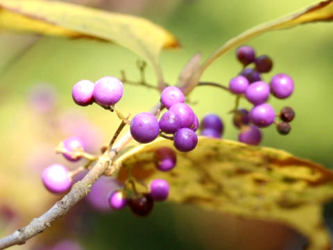 Callicarpa japonica