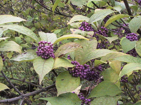 Callicarpa japonica