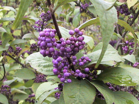 Callicarpa japonica