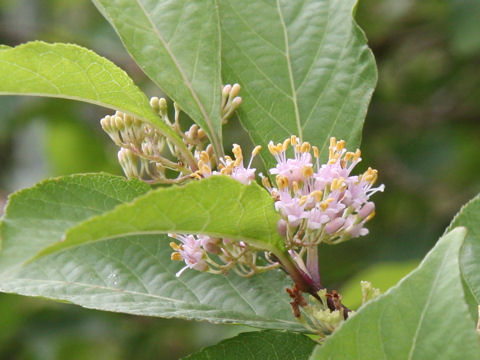 Callicarpa japonica