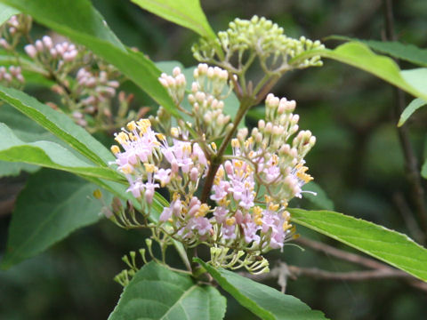 Callicarpa japonica