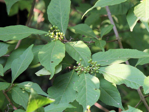 Callicarpa japonica