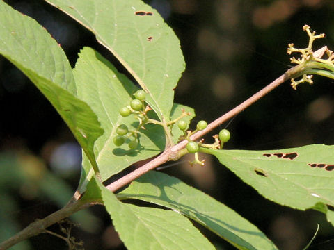 Callicarpa japonica