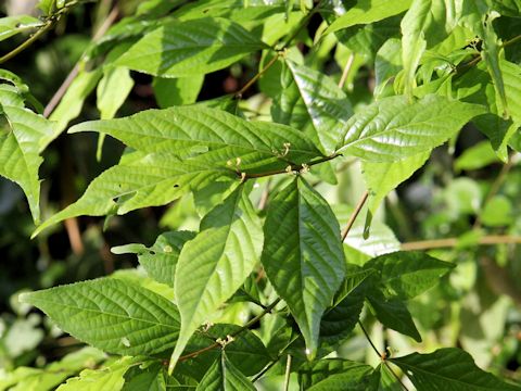 Callicarpa japonica