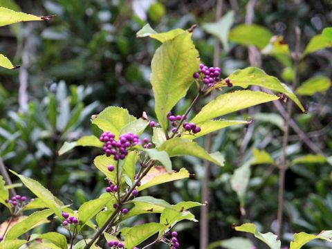 Callicarpa japonica