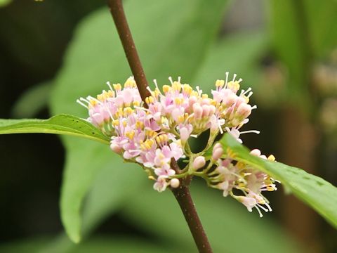 Callicarpa japonica