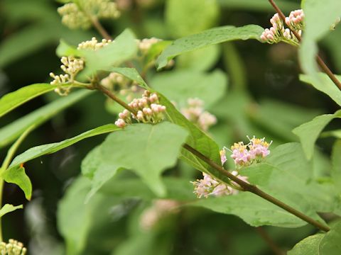 Callicarpa japonica