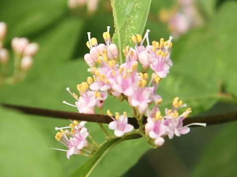 Callicarpa japonica