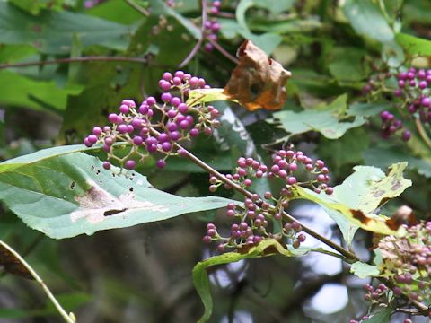 Callicarpa japonica