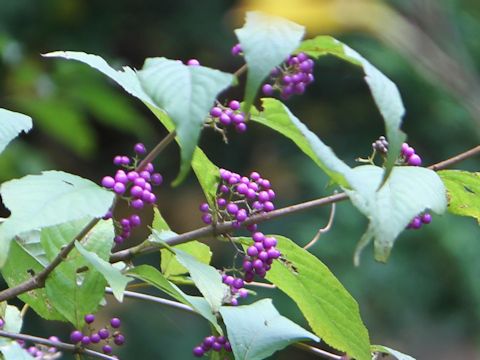 Callicarpa japonica