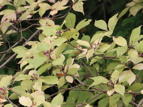 Callicarpa japonica