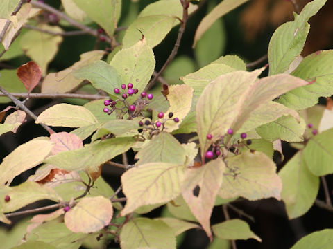 Callicarpa japonica