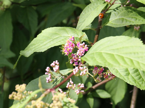 Callicarpa japonica