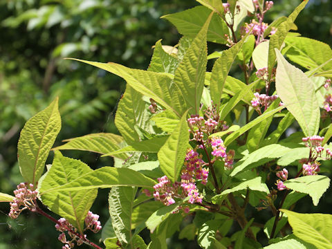 Callicarpa japonica