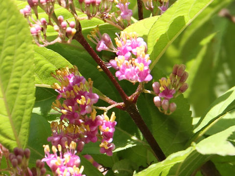 Callicarpa japonica