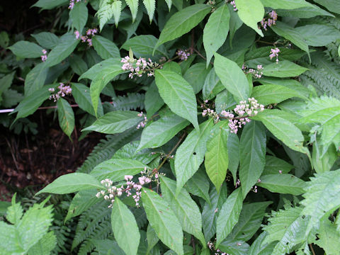 Callicarpa japonica