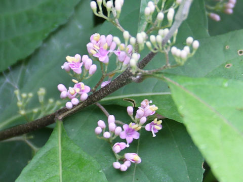 Callicarpa japonica