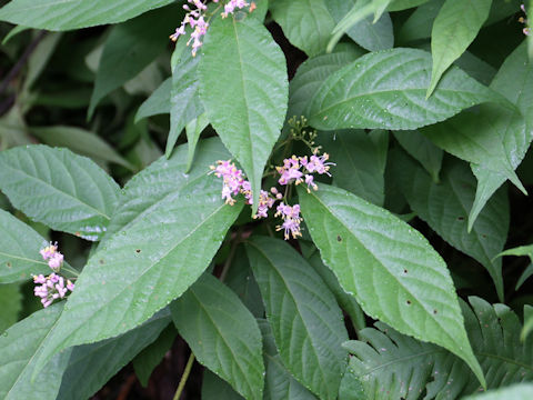 Callicarpa japonica