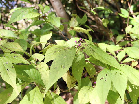 Callicarpa japonica