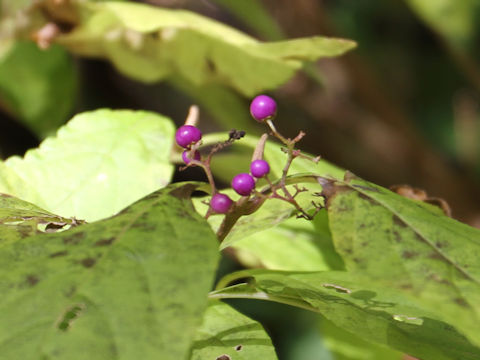 Callicarpa japonica