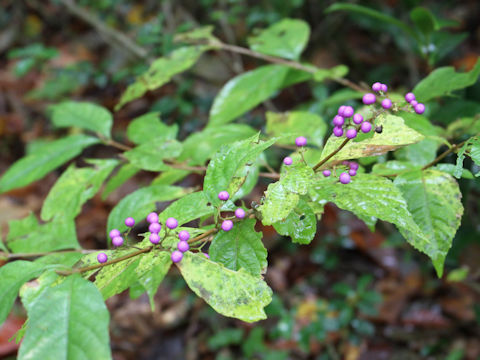 Callicarpa japonica