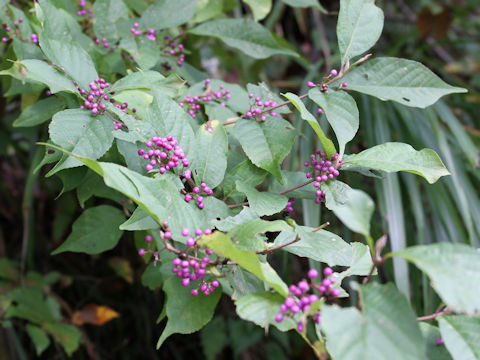 Callicarpa japonica