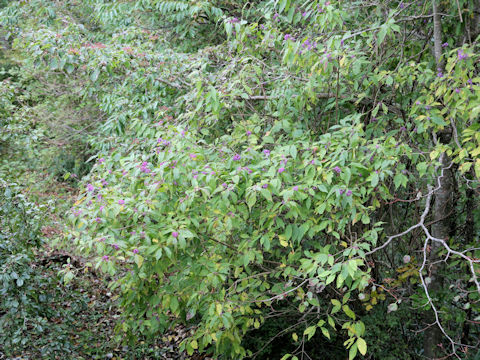 Callicarpa japonica