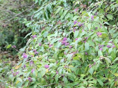 Callicarpa japonica