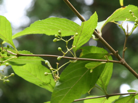 Callicarpa japonica