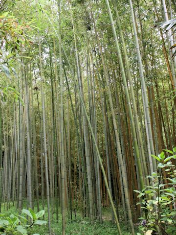 Phyllostachys violescens