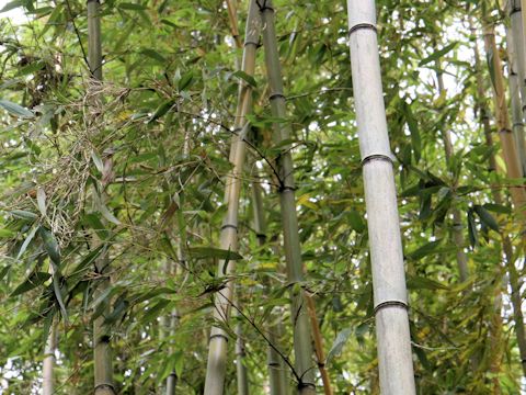 Phyllostachys violescens