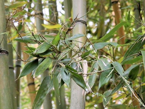 Phyllostachys violescens