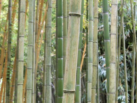 Phyllostachys violescens