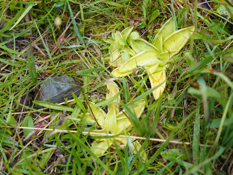 Pinguicula vulgaris