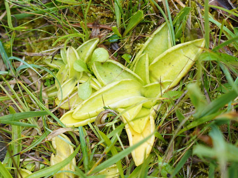 Pinguicula vulgaris