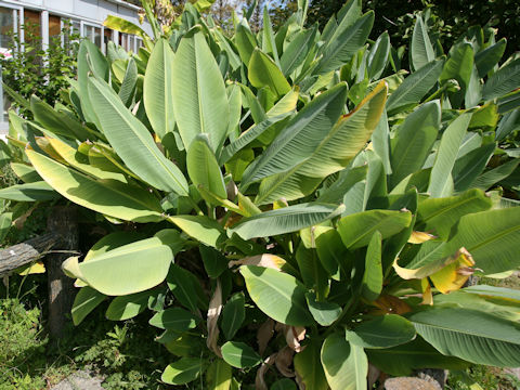 Musella lasiocarpa