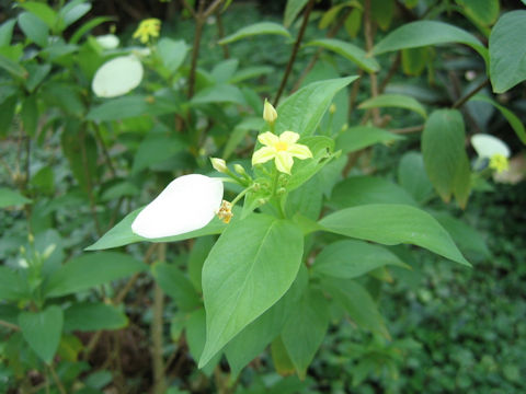 Mussaenda luteola