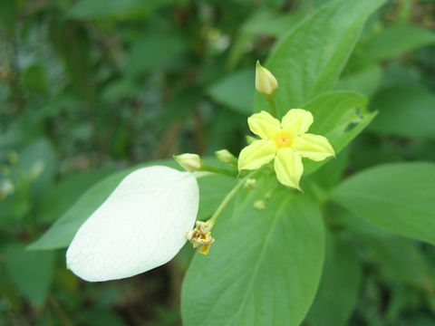 Mussaenda luteola