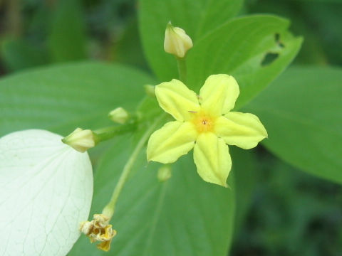 Mussaenda luteola