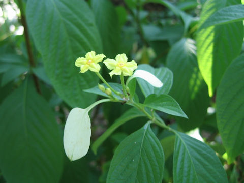 Mussaenda luteola