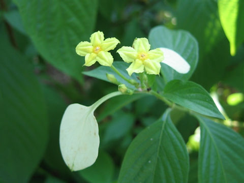 Mussaenda luteola