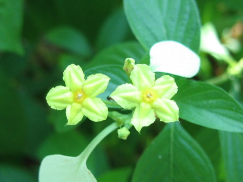 Mussaenda luteola